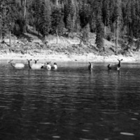 Wallowa Lake, Elk 4