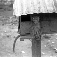 A monkey, named Jocko, sitting on a ledge of a small habitat that is raised off of the ground by a wooden pole.