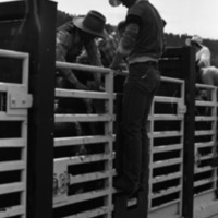 1981 Rodeo, Cowboys in Chute 22