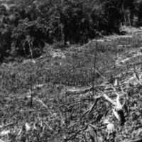 Finchhaffen Taro Plantation 2