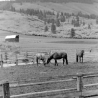 1986 Livestock, Horses 01