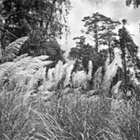 Kunai Grass 4