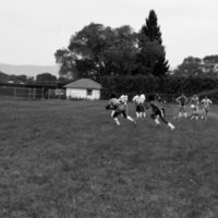 1981 Football, Summer Training 27