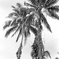 Dobodura Palm Trees 1