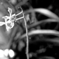 Wild Orchid