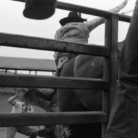 1981 Rodeo, Bull Riding 01