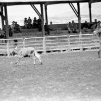 1978 Rodeo, Roping Pairs 06
