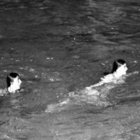 1979 Swimming, Synchronized 14