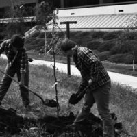 1981 Campus Tree Plantings 02