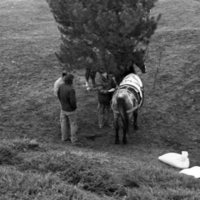 1980 Festival, Horse Rides