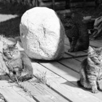 1985 Kittens 05