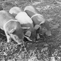 Reuter, Piglets 1
