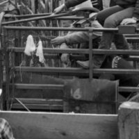 1986 Springfest, Rodeo Cowboys 15