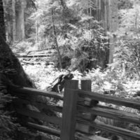 1980 Redwoods 04