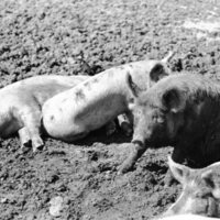 1978 Livestock, Cattle &amp; Pigs 06