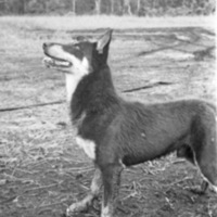 Dog 3