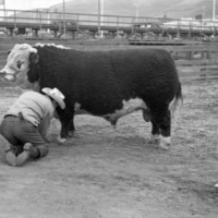 California, Stock Show 8