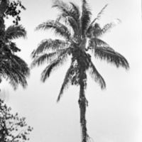 Dobodura Palm Trees 2