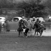 1979 Rodeo, Bulldogging 02