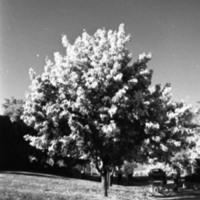 1977 Campus Tree 7