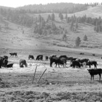 1978 Livestock, Cattle &amp; Pigs 04