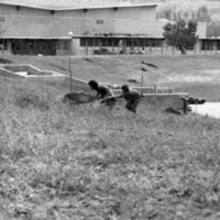 1981 Campus Tree Plantings 18