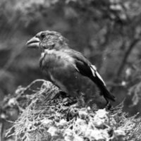1977 Birds, Migratory 12