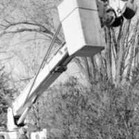 1988 Employee, Tree Trimming 11
