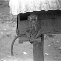 A monkey, named Jocko, sitting on a ledge of a small habitat that is raised off of the ground by a wooden pole.