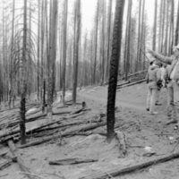 1987 Field Trip, Forest 15