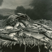Portrait - Trout