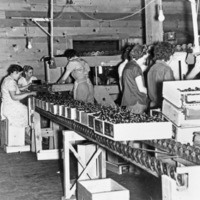 Imbler, Cherry Packing