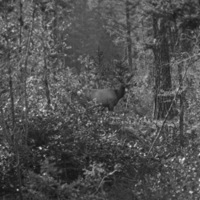 Idaho, Elk 1