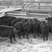 California, Stock Show 1