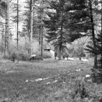 Wallowa Lake, Elk 6