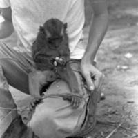 A monkey, named Jocko, sitting in the lap of a squatting young man. The monkey is holding some food and looking at it.