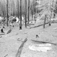 1987 Field Trip, Forest 12