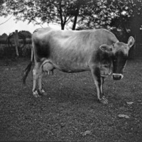 La Grande Farm, Cow