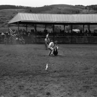 1981 Rodeo, Calf Roping 03