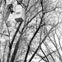 1988 Employee, Tree Trimming 05