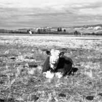 1978 OSU Union Experimental Field Station, Livestock 12