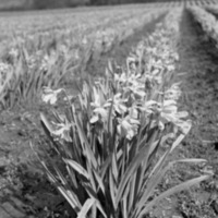 Farm, Daffodils 10