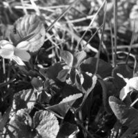 1985 Flowers 02