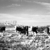 1978 OSU Union Experimental Field Station, Livestock 04