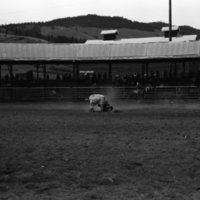 1981 Rodeo, Bulldogging 06