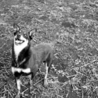 Dog 1