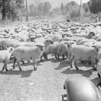 Imnaha, Flock of Sheep 1