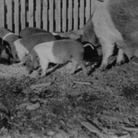 Reuter, Pigs 3