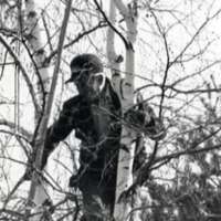 1990 Employee, Tree Trimming 1-3