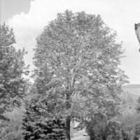 1968 Campus Trees 02